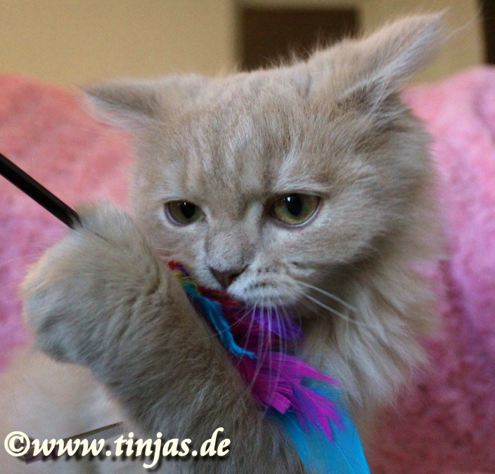 Britisch Langhaar fawn golden tabby, verspielt</A>